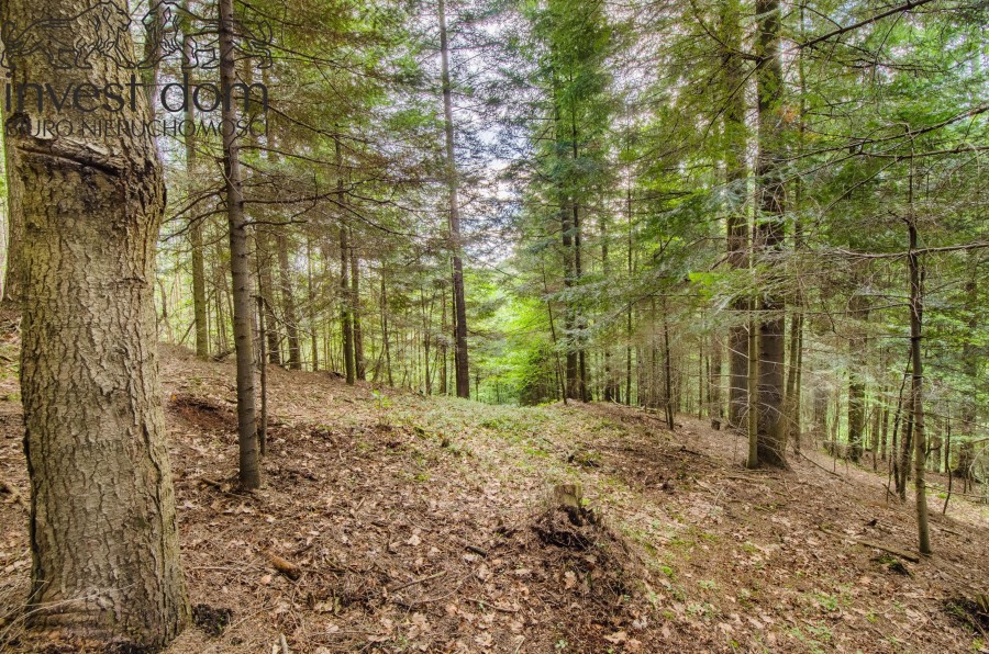 tarnowski, Szerzyny, Szerzyny, małopolskie, Las jodłowy w Szerzynach!!