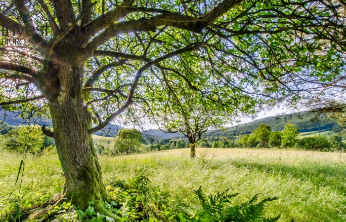 małopolskie, gorlicki, Oaza Spokoju w Beskidzie Niskim – Działka w Bartne, pod Lasem!