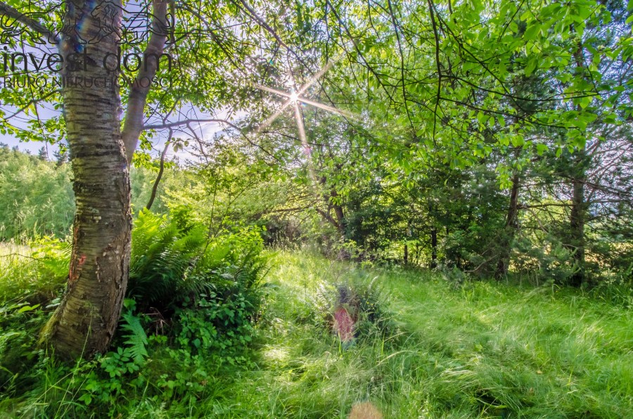 gorlicki, Sękowa, Bartne, małopolskie, Oaza Spokoju w Beskidzie Niskim – Działka w Bartne, pod Lasem!