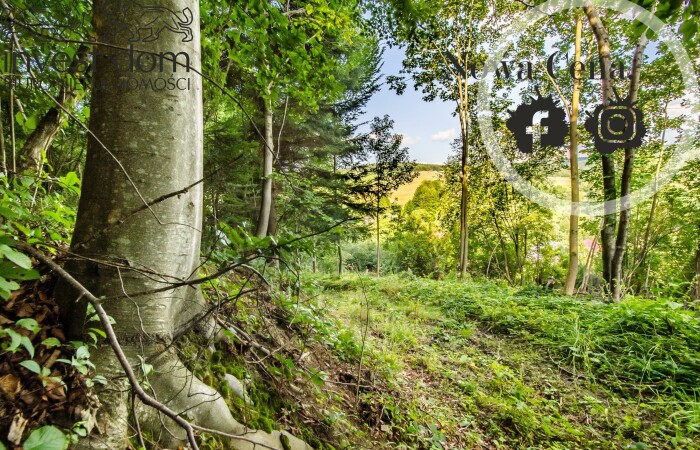 małopolskie, gorlicki, Las w Kunkowej!