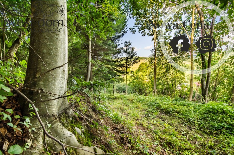 gorlicki, Uście Gorlickie, Kunkowa, małopolskie, Las w Kunkowej!