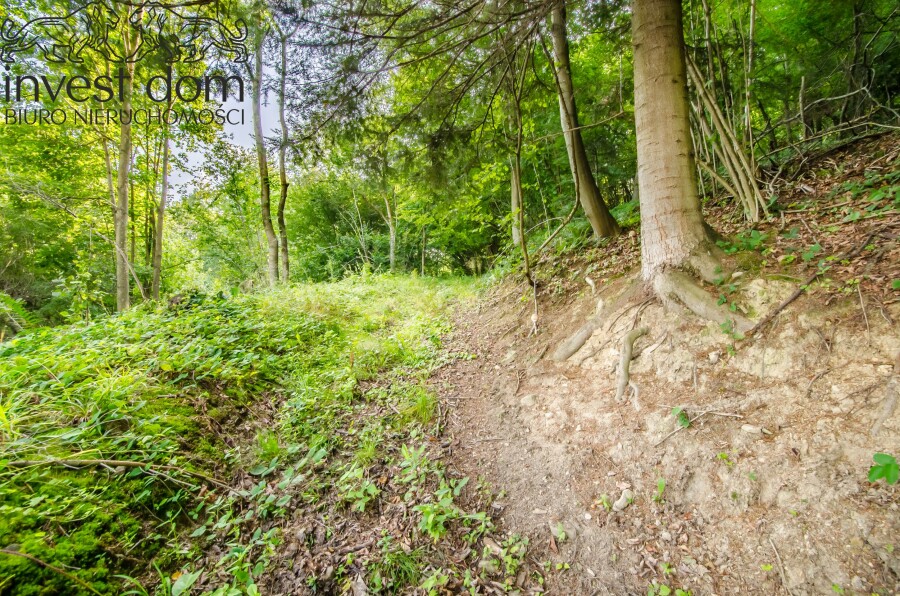 gorlicki, Uście Gorlickie, Kunkowa, małopolskie, Las w Kunkowej!