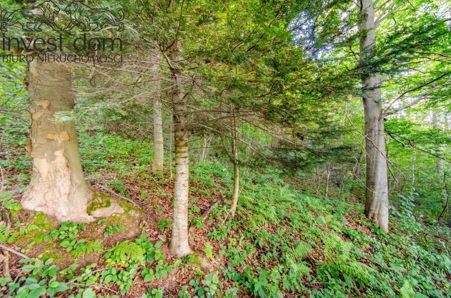 gorlicki, Uście Gorlickie, Kunkowa, małopolskie, Las w Kunkowej!