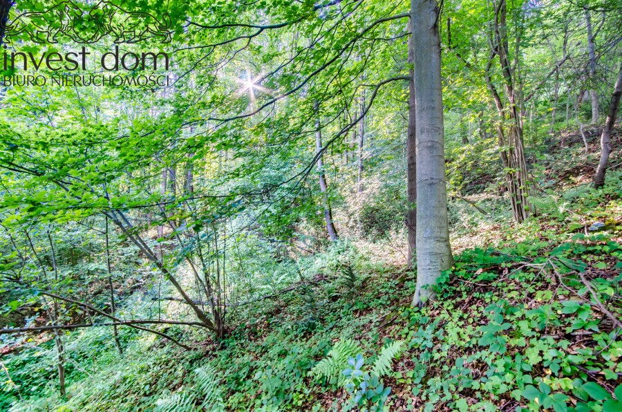 gorlicki, Uście Gorlickie, Kunkowa, małopolskie, Las w Kunkowej!