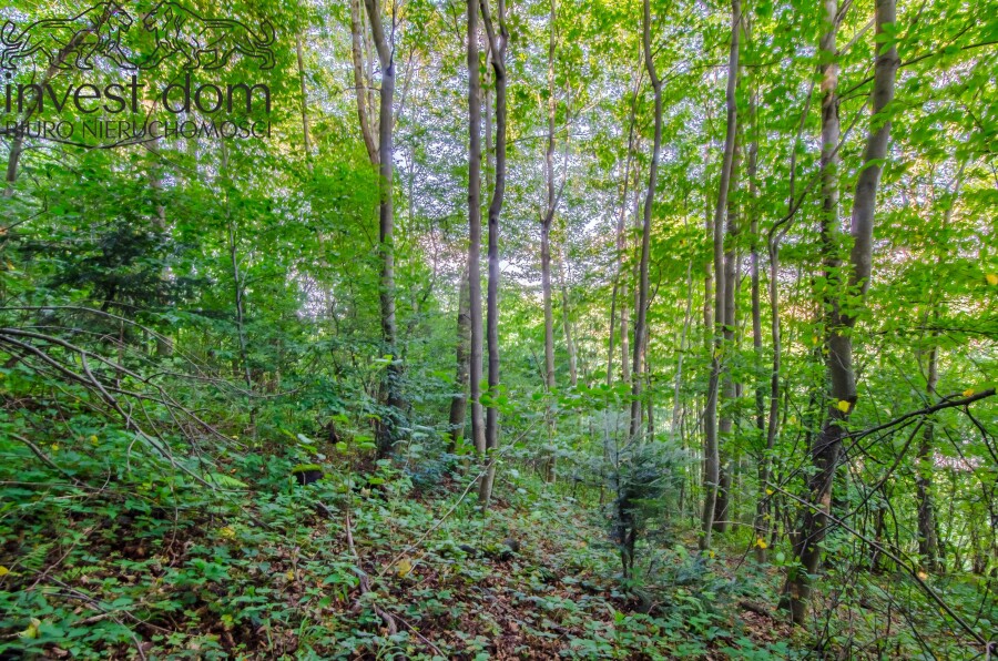 gorlicki, Uście Gorlickie, Kunkowa, małopolskie, Las w Kunkowej!