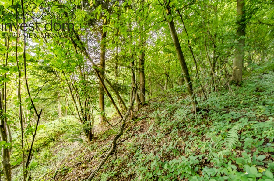 gorlicki, Uście Gorlickie, Kunkowa, małopolskie, Las w Kunkowej!