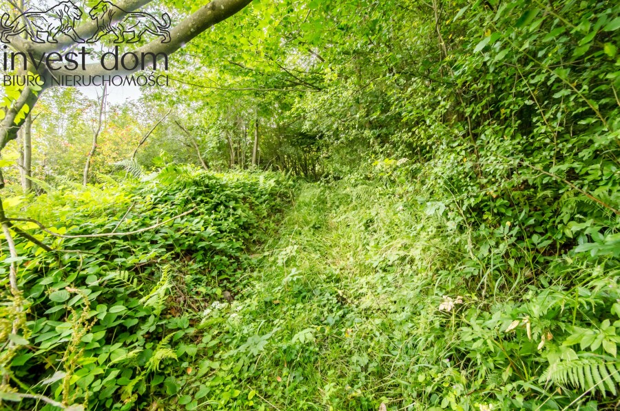 gorlicki, Uście Gorlickie, Kunkowa, małopolskie, Las w Kunkowej!