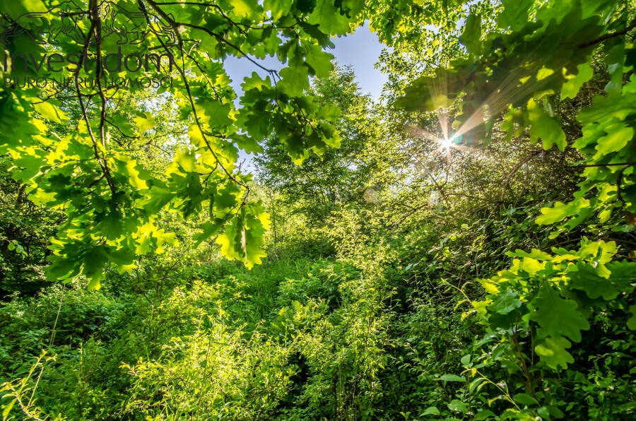 gorlicki, Uście Gorlickie, Uście Gorlickie, małopolskie, Działka rolno/leśna w Beskidzie Niskim!
