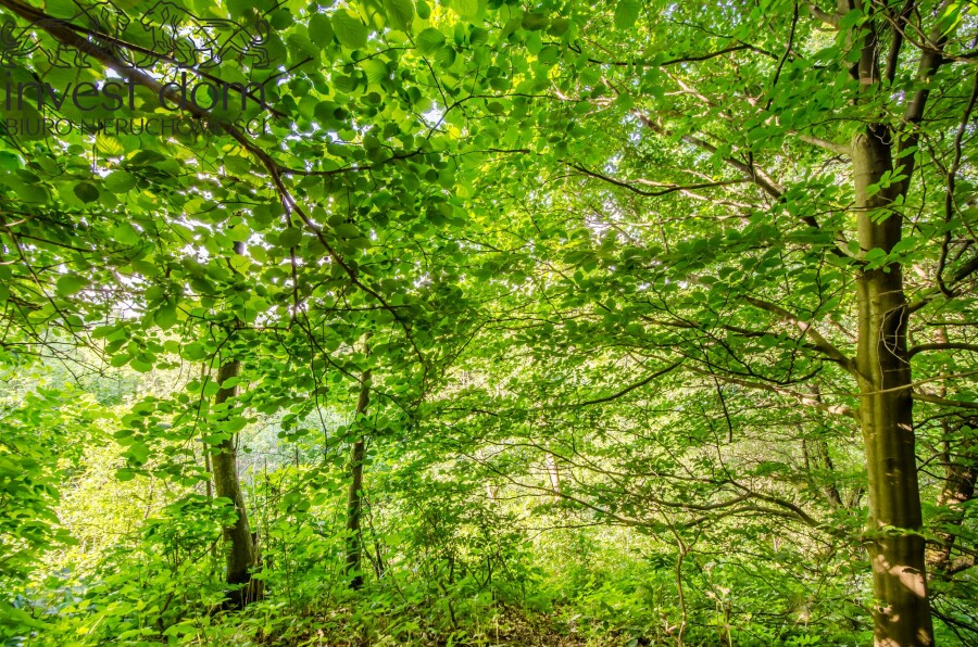 gorlicki, Uście Gorlickie, Uście Gorlickie, małopolskie, Działka rolno/leśna w Beskidzie Niskim!