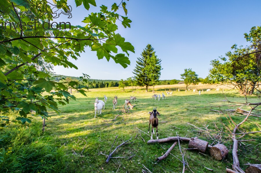 gorlicki, Uście Gorlickie, Uście Gorlickie, małopolskie, Widokowe działki budowlane w Uściu Gorlickim...